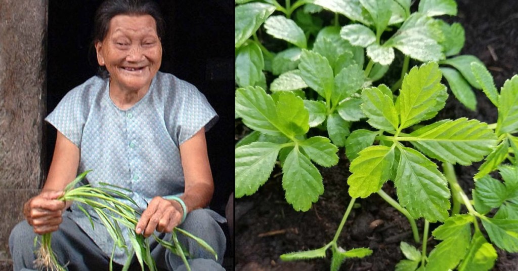 Eine alte Frau und das Kraut der Unsterblichkeit (Jiaogulan)