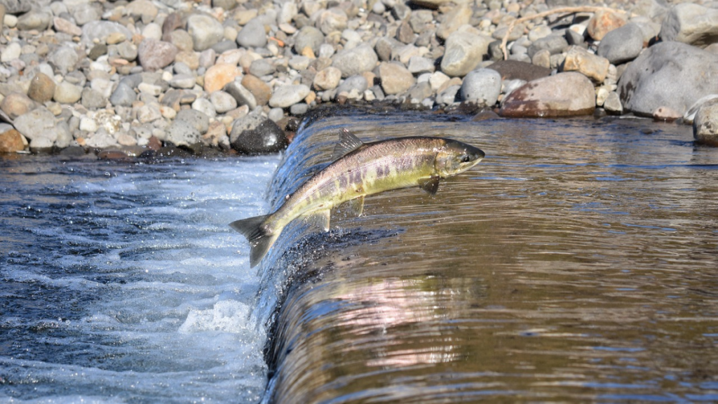 Ein Lachs springt flussaufwärts.