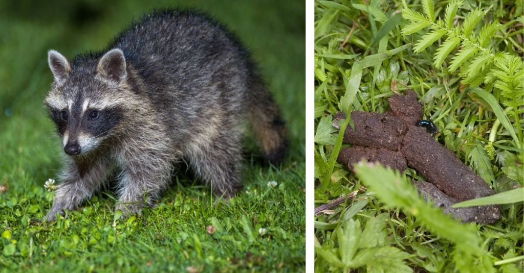 Waschbär und Kot