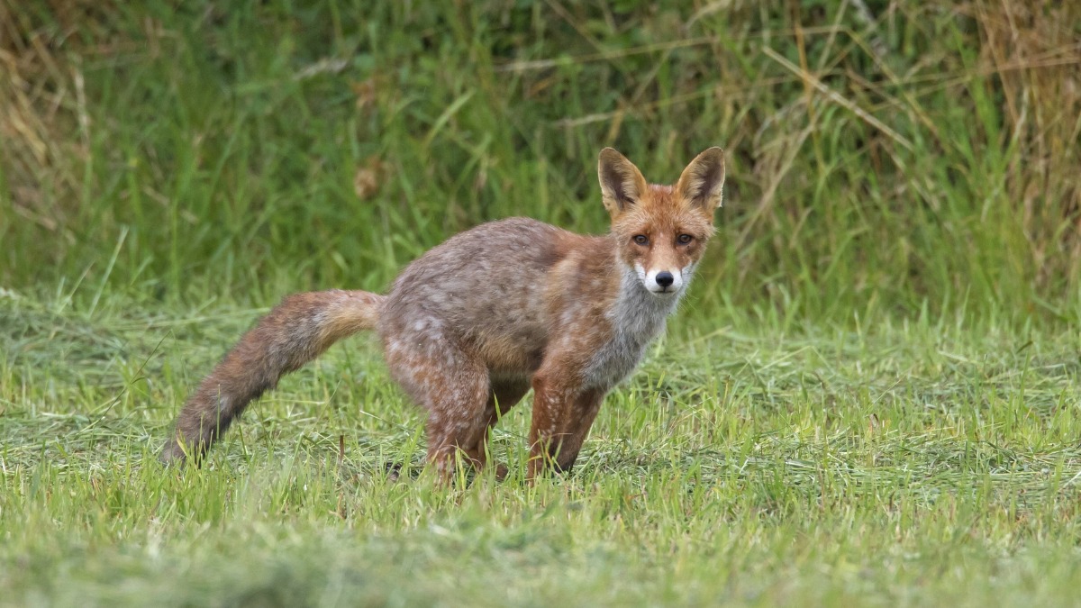 Fuchs macht auf den Rasen