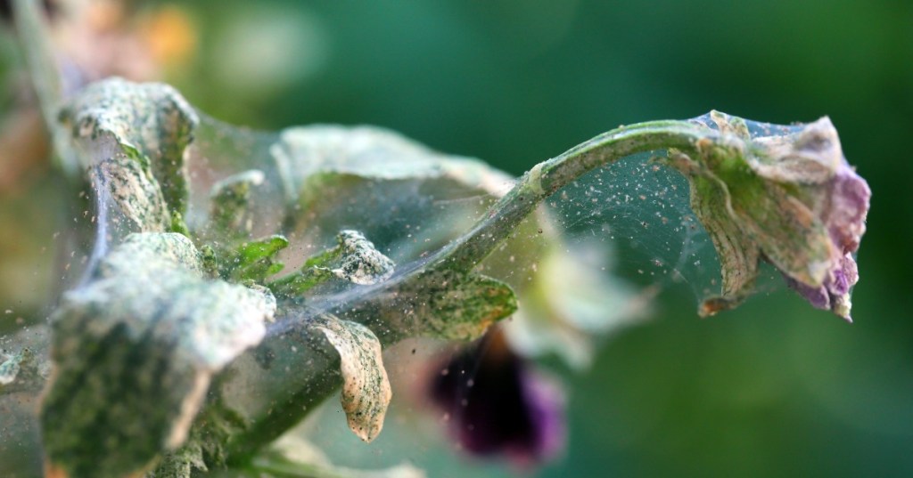 Spinnmilben haben eine Pflanze stark befallen