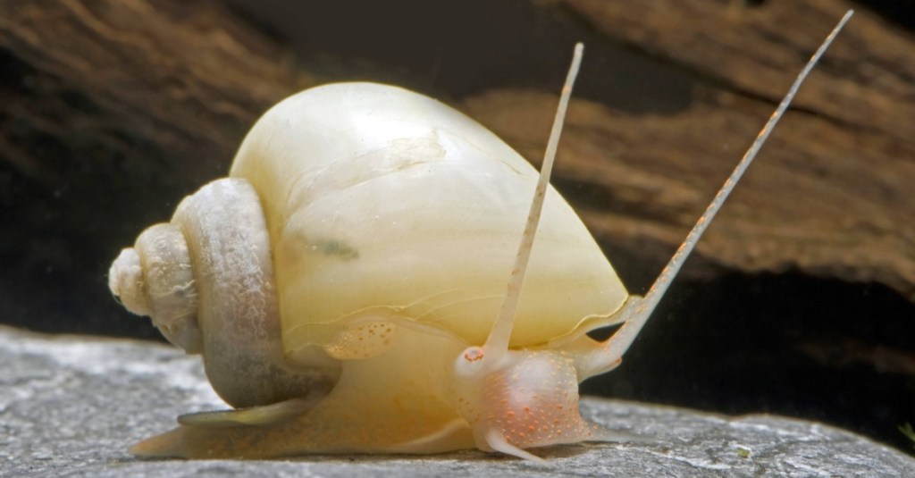 eine Apfelschnecke auf einem Stein