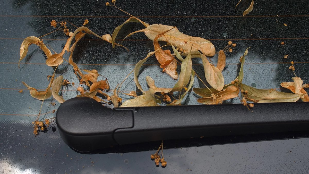 Honigtau: Blattläuse sorgen für verklebte Autos.