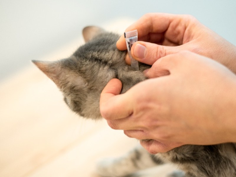 Eine Katze wird mit einem 