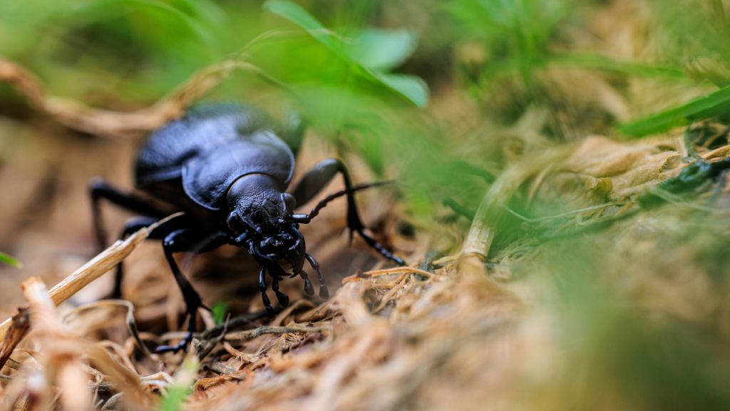 Ein Käfer, der auf einem Waldboden krabbelt.