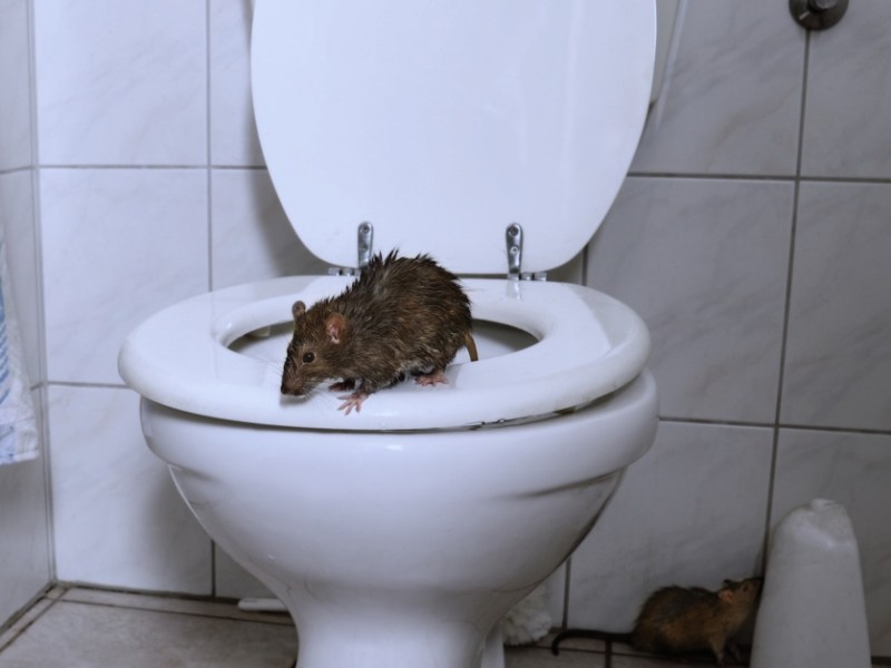 Ratte kommt aus der Toilette