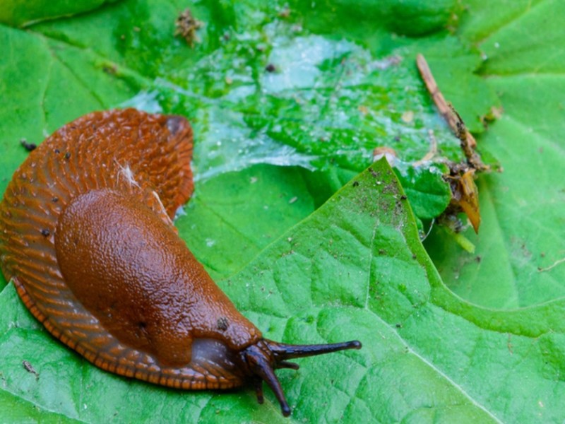 Nacktschnecke und Schneckenschleim auf einem grünen Blatt.