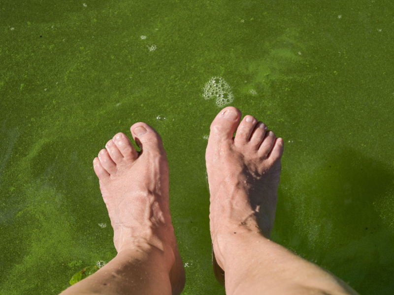 Grüner Schleim im Wasser, darüber baumeln Füße.