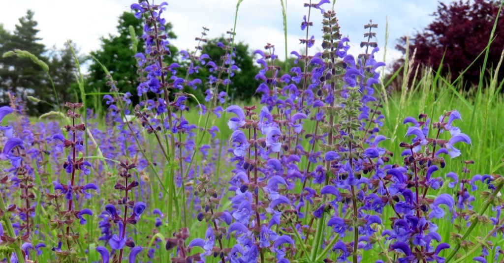 Wiesensalbei