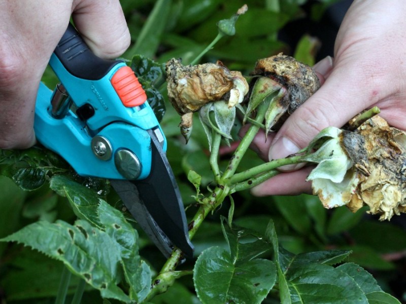 Verwelkte Rosenblüten werden mit einer Gartenschere abgeschnitten.