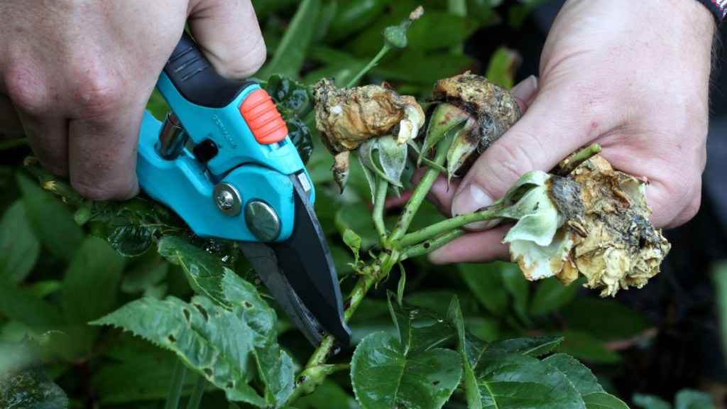 Verwelkte Rosenblüten werden mit einer Gartenschere abgeschnitten.