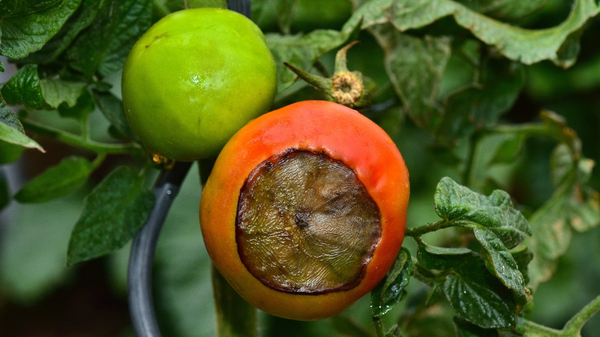 BlÃ¼tenendfaeule an einer Tomate