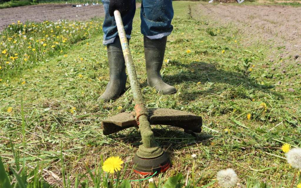 Rasen: Dieser Duft nach dem Mähen ist ein Warnsignal
