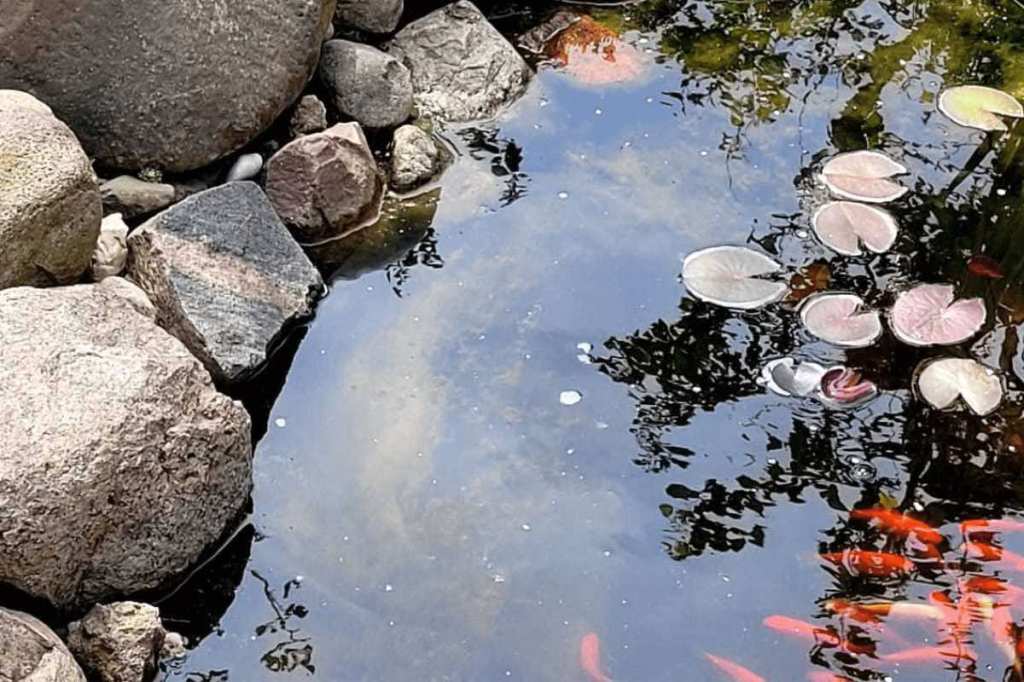 Fische schwimmen in einem Gartenteich.