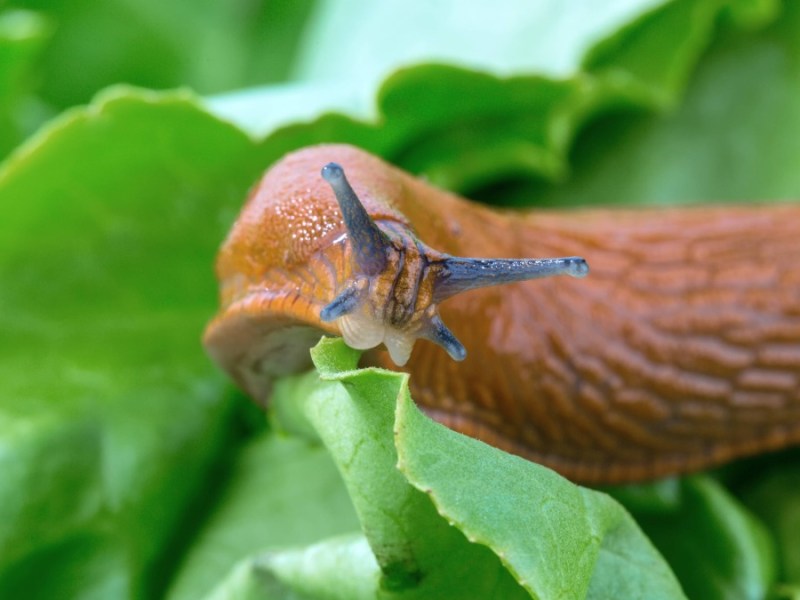 Eine Nacktschnecke knabbert an einem Salatblatt