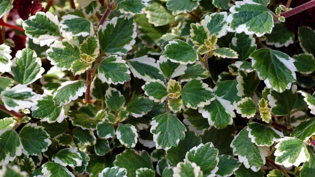 Mottenkönig im Garten.