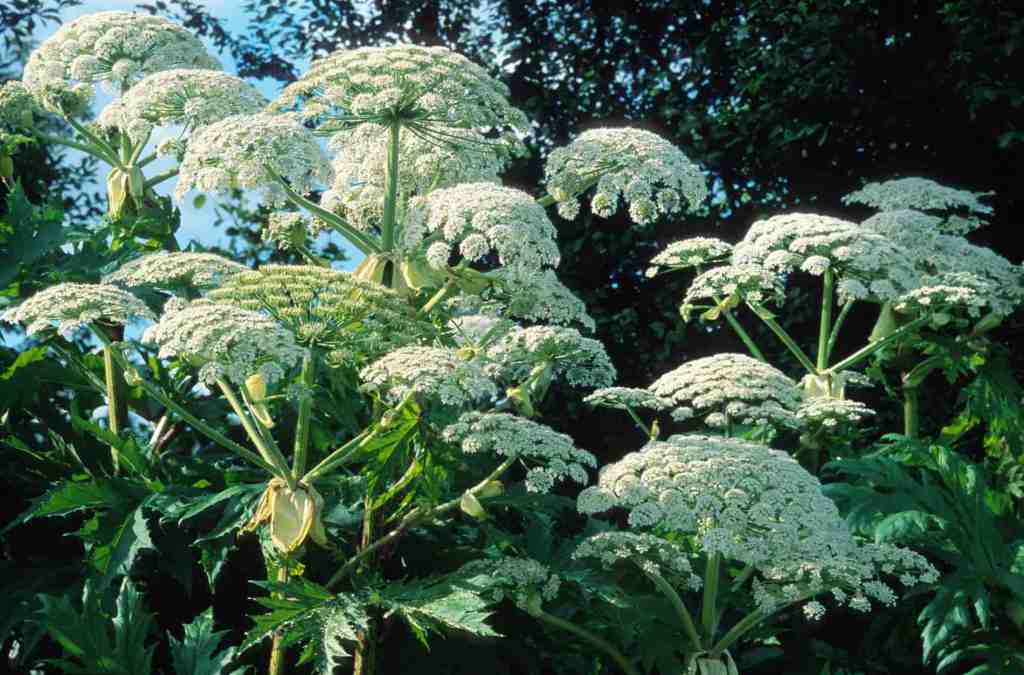 Blühender Riesenbärenklau wächst in einem Garten.