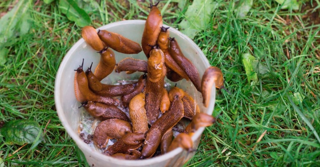 Viele Nacktschnecken in einem Eimer