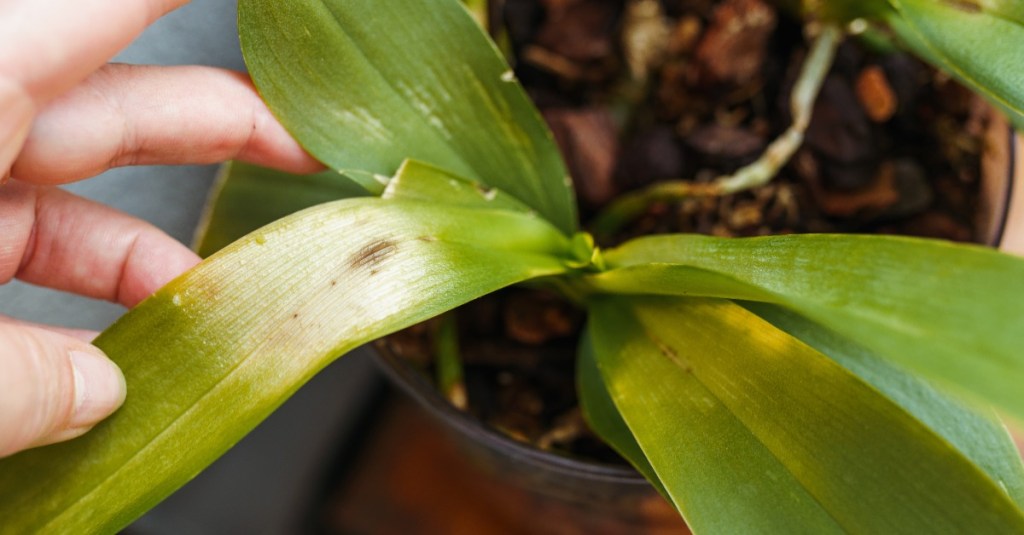 Orchideenblatt mit Sonnenbrand