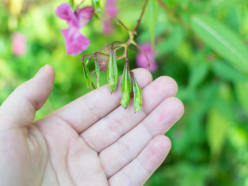 Eine Hand hält die Knospen einer Impatiens glandulifera, auch Drüsiges Springkraut genannt.