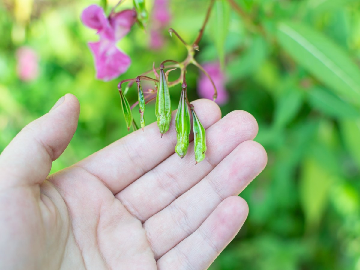Garten: Verbotene Pflanzen, für die dein Nachbar dich verpetzen kann