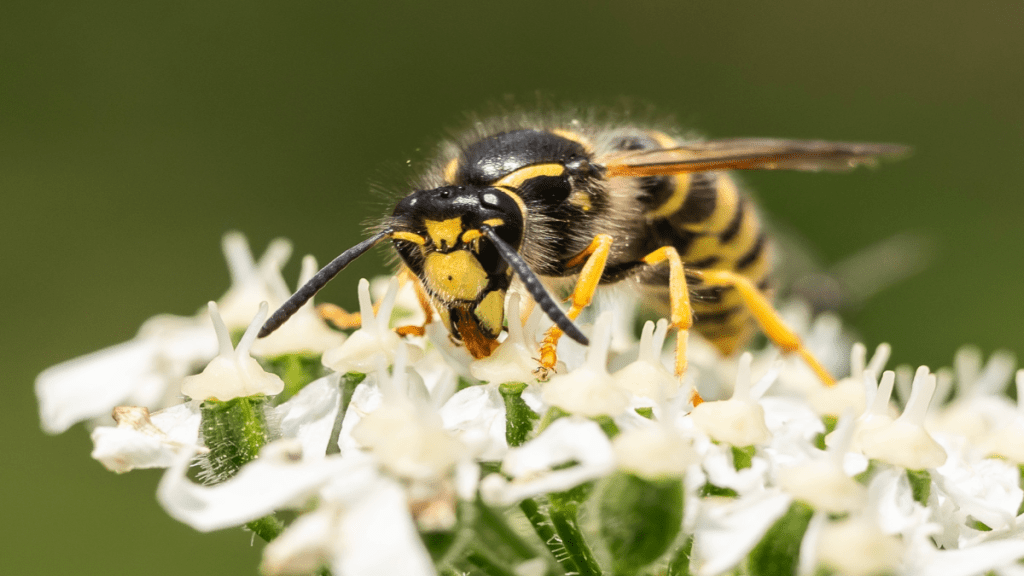 Nahaufnahme einer Deutschen Wespe, auf einer Blume sitzend.