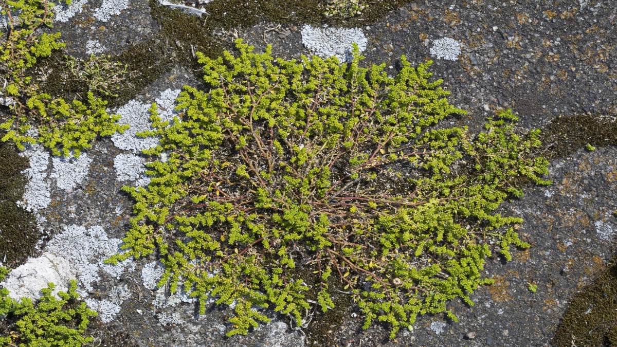 Eine Fugenpflanze wächst zwischen Pflastersteinen.