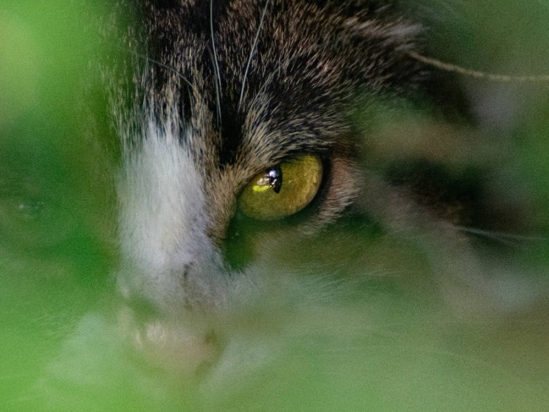 Katze versteckt sich im Gras