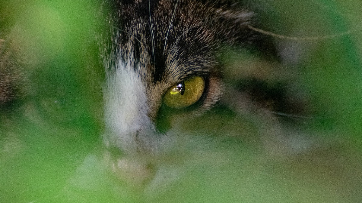 Katze versteckt sich im Gras