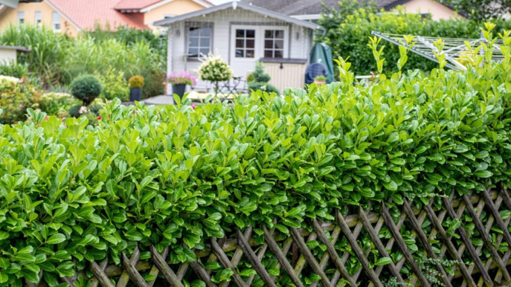 Kirschlorbeer-Hecke in einem Garten.