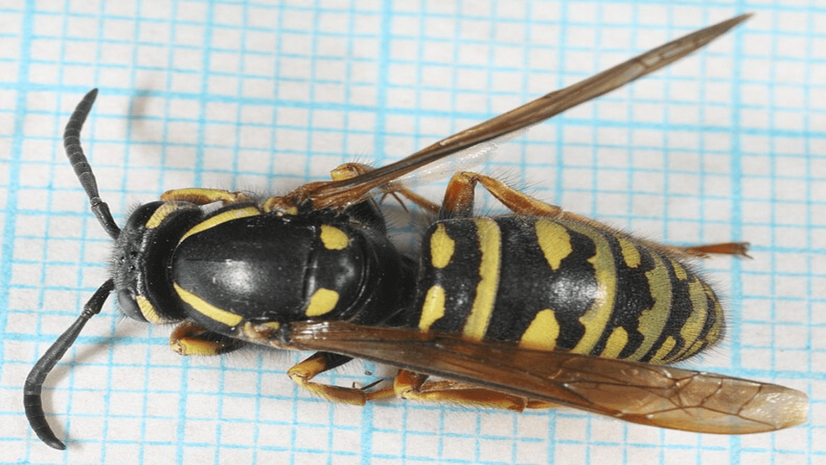 Ã–sterreichische Kuckuckswespe in Nahaufnahme.