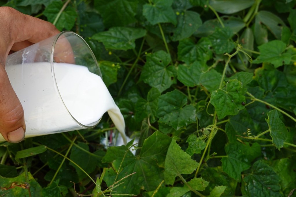 Milch wird als Hausmittel gegen Blattläuse in ein Beet mit Pflanzen gegossen.