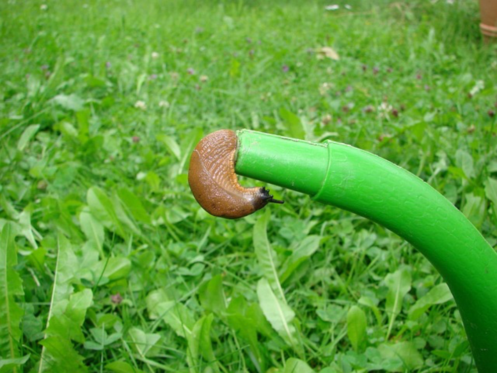 Eine braune Nacktschnecke kriecht aus einer Gießkanne in einem Garten heraus.