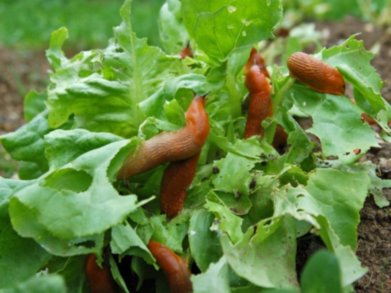 Schnecken fallen im Garten über Salat her.