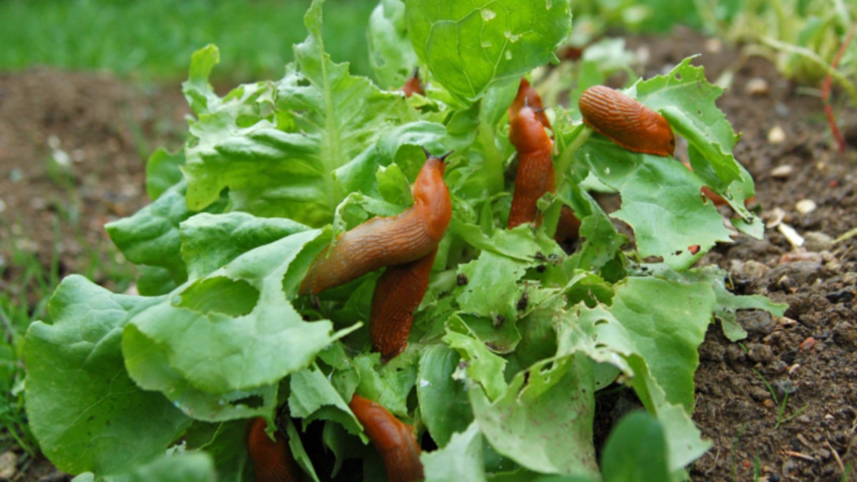 Schnecken fallen im Garten über Salat her.