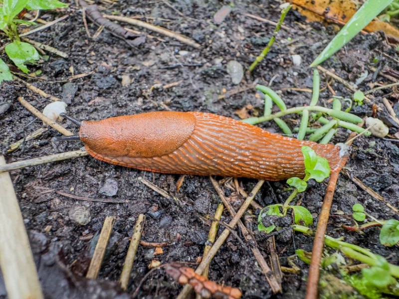 Eine Nacktschnecke kriecht über Erde.