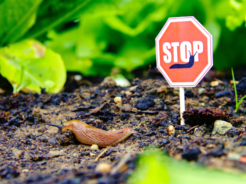 Eine Schnecke in einem Bett. Daneben steht ein kleines Stopschild.