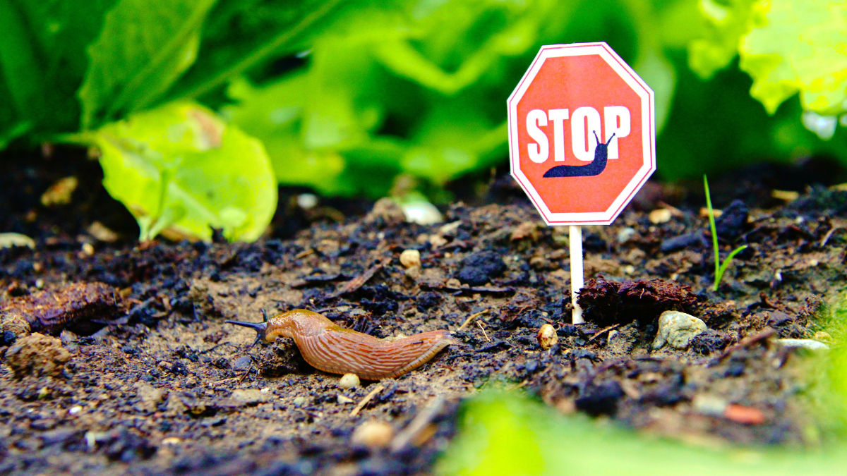 Eine Schnecke in einem Bett. Daneben steht ein kleines Stopschild.