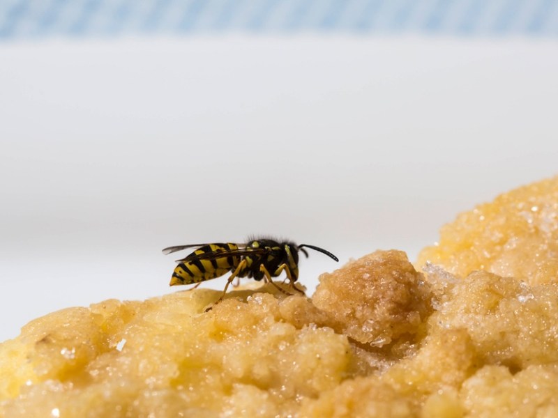 Wespe auf einem Kuchen.