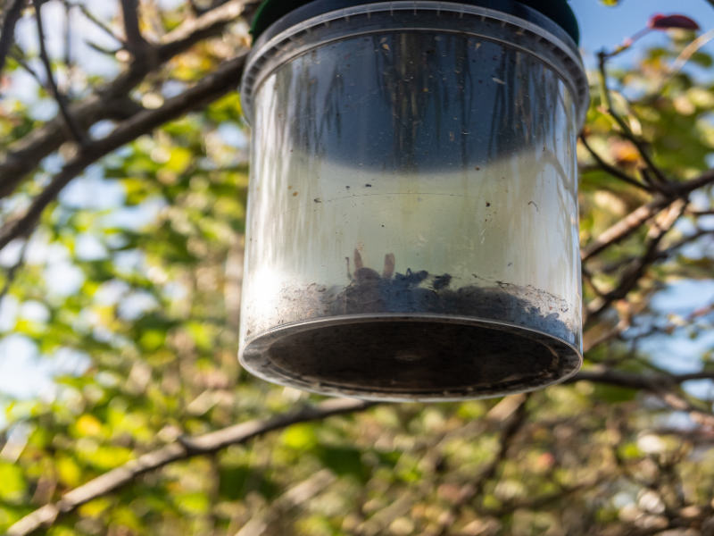 Eine Wespenfalle aus Plastik hängt an einem Baum.