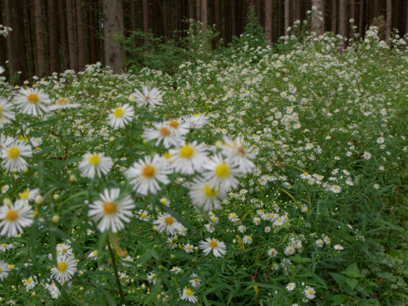 Eine Wiese vor einem Wald, darauf wÃ¤chst fast ausschlieÃŸlich das invasive EinjÃ¤hrige Berufkraut.