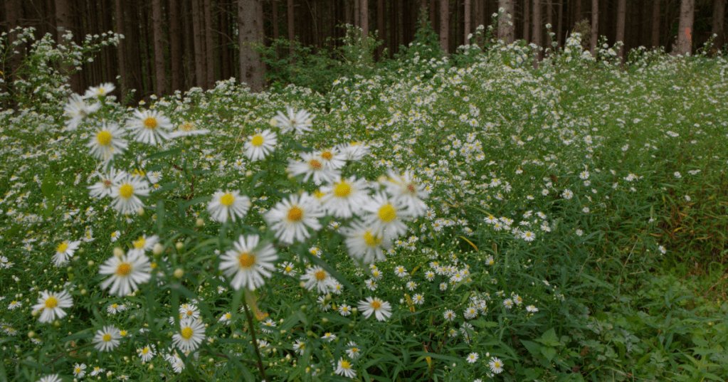 Eine Wiese vor einem Wald, darauf wächst fast ausschließlich das invasive Einjährige Berufkraut.