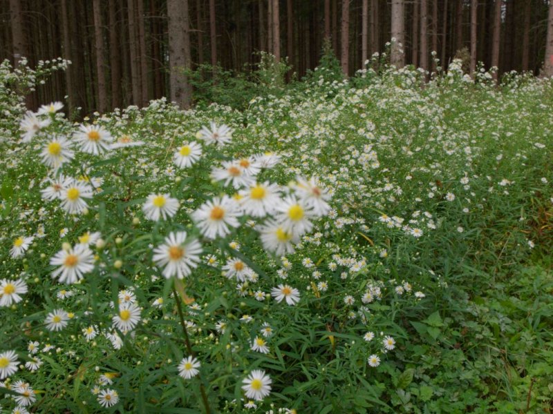 Eine Wiese vor einem Wald, darauf wächst fast ausschließlich das invasive Einjährige Berufkraut.
