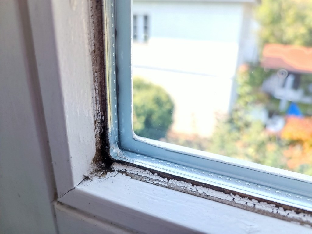 Schimmel am Fensterkit