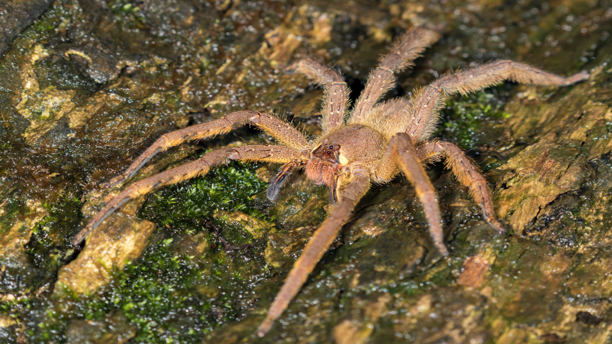 Die Brasilianische Wanderspinne auf einem Stück Holz.