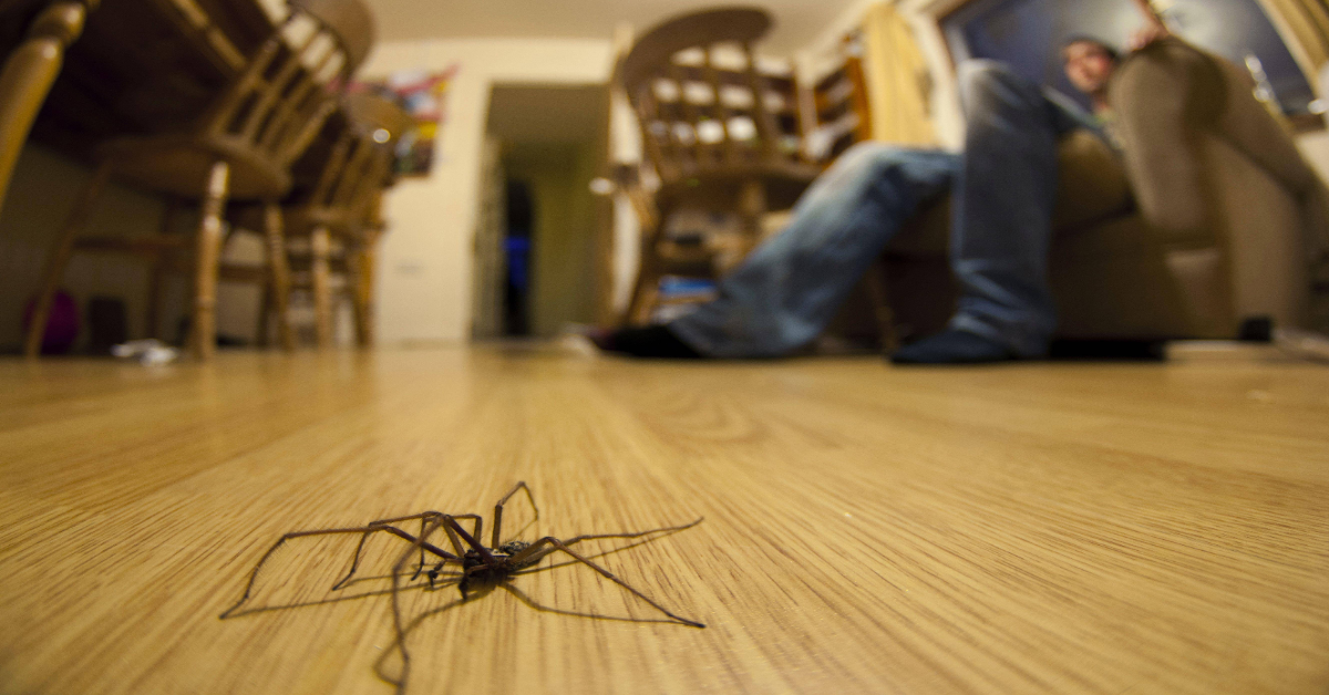 Eine Winkelspinne lÃ¤uft Ã¼ber den FuÃŸboden.