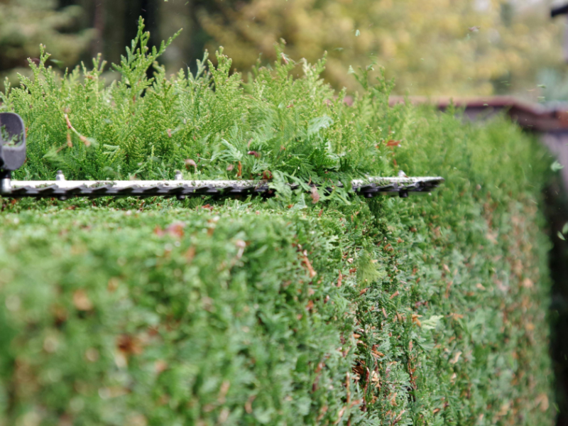 Hecke wird geschnitten in Nahaufnahme.