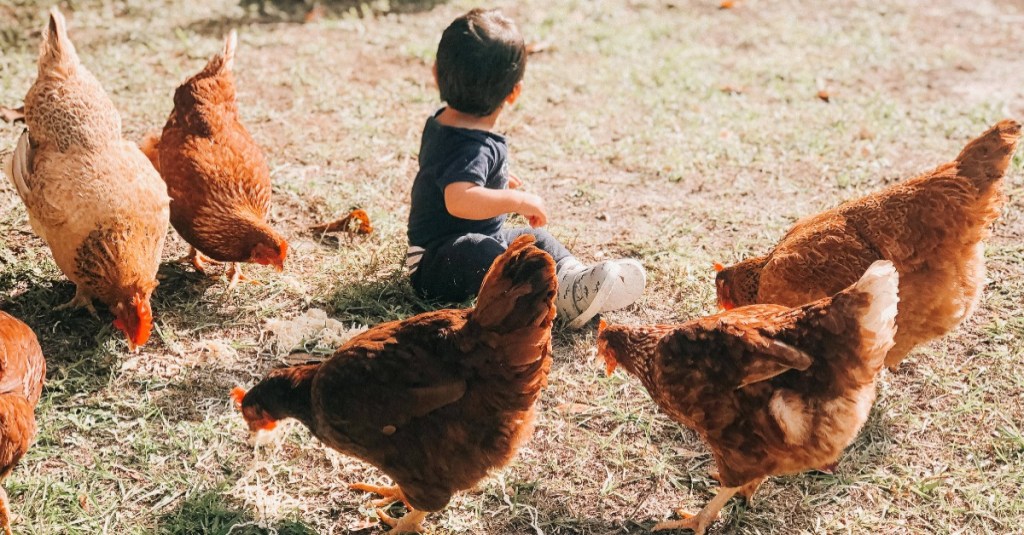 Free Range Parenting: Ein Kleinkind sitzt inmitten einer Gruppe Hühner