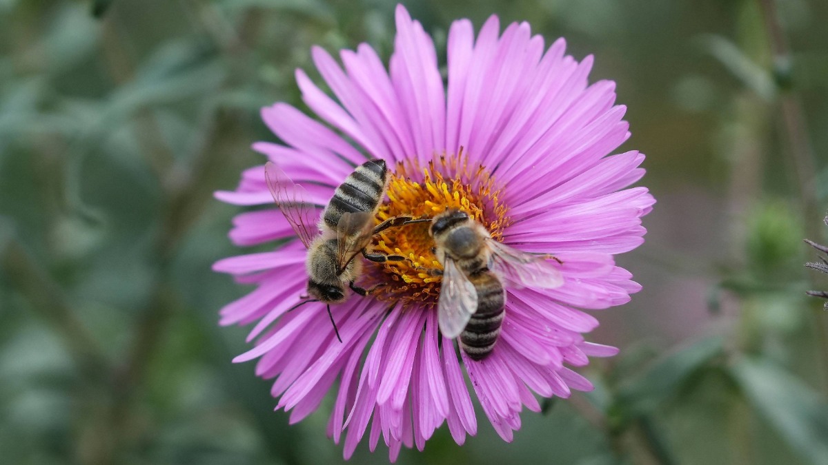 Bienenfreundliche Pflanzen: Die Aster mit purpurroten BlÃ¼ten zieht gerne Bienen und Insekten an.