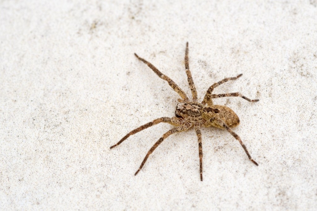 Eine Nosferatu-Spinne sitzt auf einem hellem Untergrund.